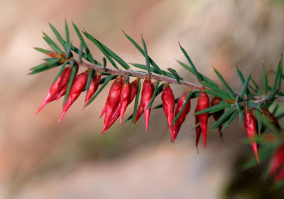 Close-up of red flower buds on native plant