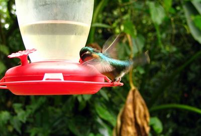 Close-up of bird perching on feeder