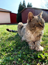 View of cat on field