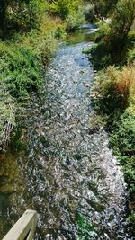 Plants in water