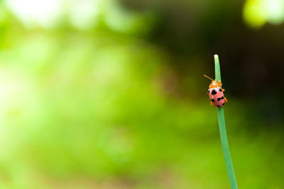 Close-up of ladybug on plant