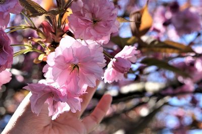 Close-up of pink cherry blossoms