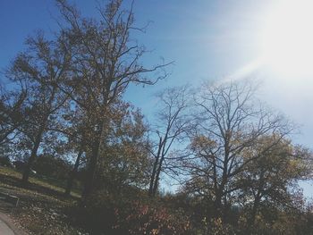 Low angle view of trees against sky