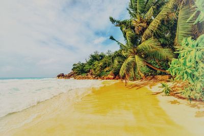 Close-up of palm tree on beach against sky