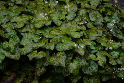 Full frame shot of fresh green leaves