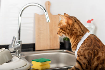 Bengal cat near the sink, sponge and washed dishes. side view.