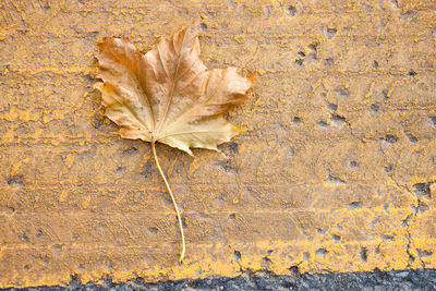 Close-up of dry leaf on ground