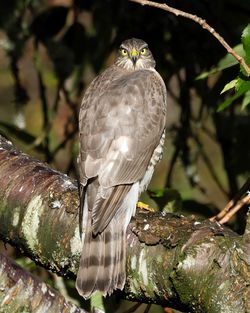 Close-up of bird perching on tree