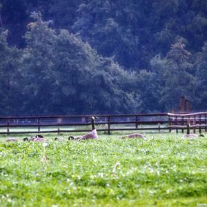 Plants growing on a tree