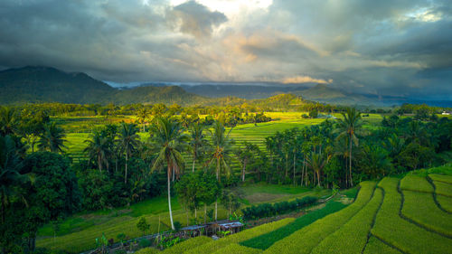 Beautiful morning view indonesia panorama landscape paddy fields 