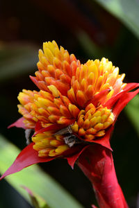 Close-up of yellow flowering plant