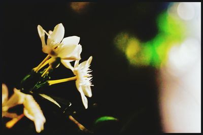 Close-up of flowers blooming outdoors