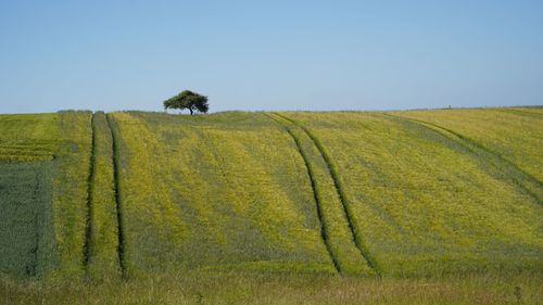 Scenic view of agricultural field against clear sky