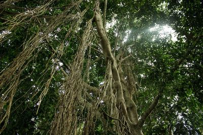 Low angle view of trees in forest