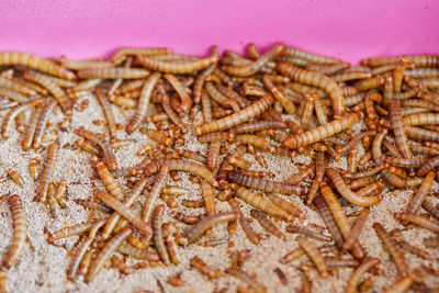 Close-up of mealworm in container