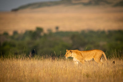 Side view of lioness standing on grassy field