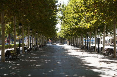 Street amidst trees in city