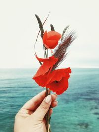 Cropped hand of woman holding red poppies against sea