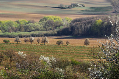 Scenic view of agricultural field against sky