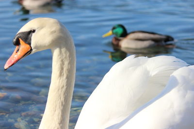 Swans swimming in lake