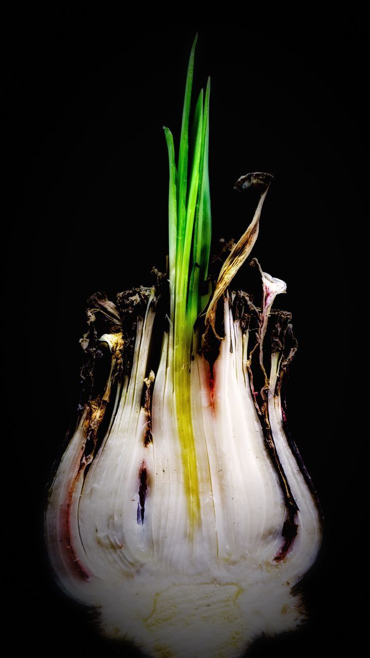 CLOSE-UP OF FLOWER AGAINST BLACK BACKGROUND