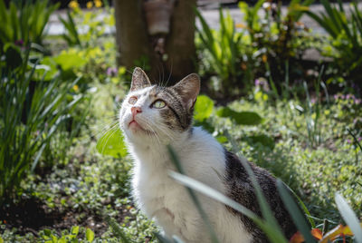 Close-up of a cat