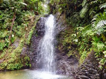 Scenic view of waterfall in forest