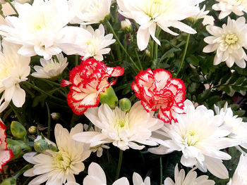 Close-up of white flowering plants