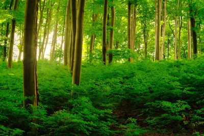 Trees growing in forest