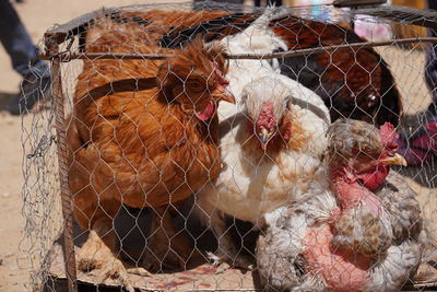 High angle view of bird in cage