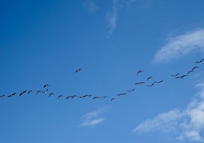 Low angle view of birds flying in sky