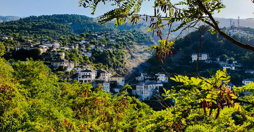 Plants and trees by buildings in city