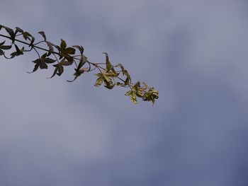 Low angle view of flowering plant against sky