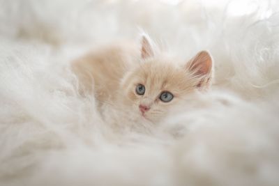 Portrait of white cat