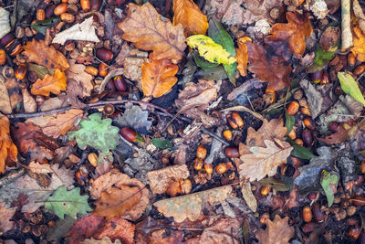 High angle view of maple leaves on fallen tree