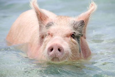 Close-up portrait of a swimming pig in sea