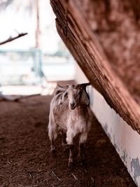 Goat standing on wood