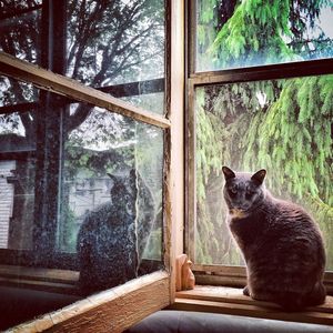 Cat looking through window