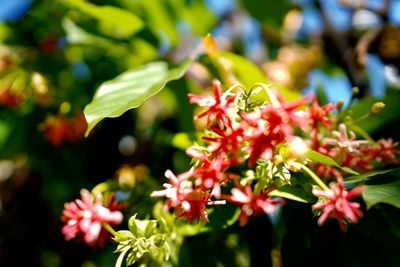 Close-up of red flowering plant