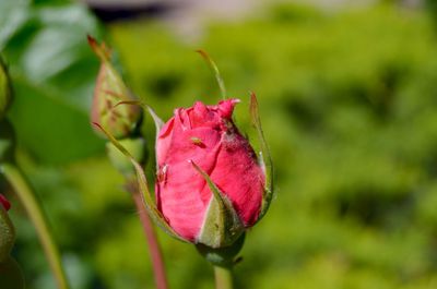 Close-up of pink rose flower bud