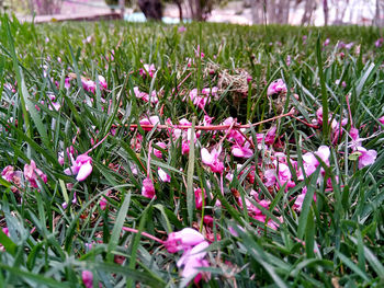 Close-up of purple crocus blooming on field