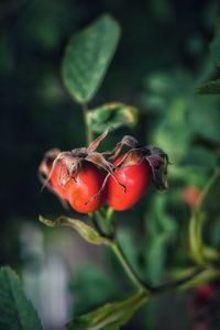 Close-up of red berries growing on plant