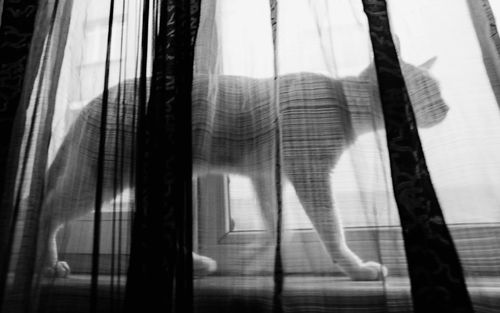 Curtains hanging from window