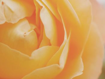 Full frame shot of yellow rose