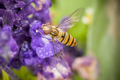 Close-up of insect on wet purple flowers