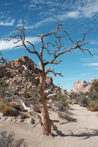 Bare tree in desert against sky
