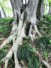 Trees growing in forest