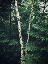 Trees in forest