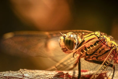 Close-up side view of an animal on wood