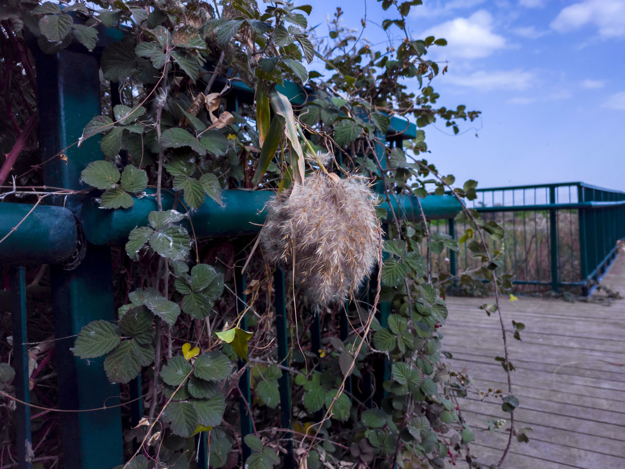 plant, nature, tree, flower, sky, fence, no people, day, growth, leaf, outdoors, architecture, plant part, cloud, garden, built structure, food